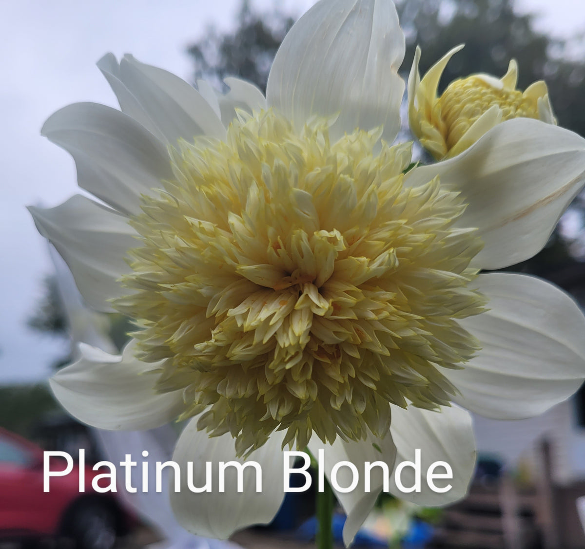 Platinum Blonde