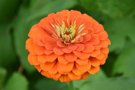 Benary Gaint Zinnia