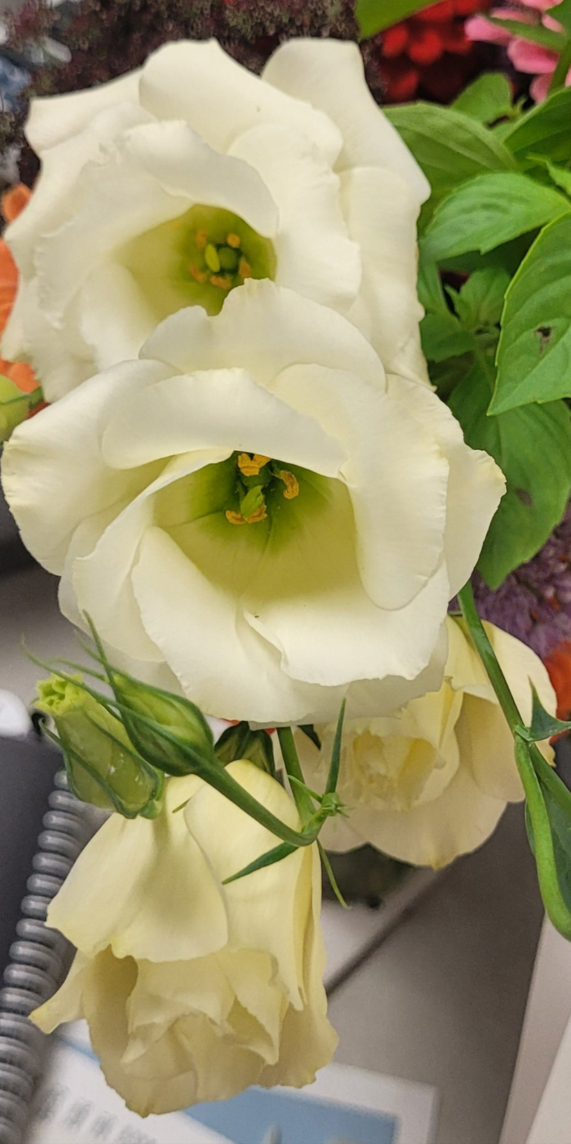 Lisianthus