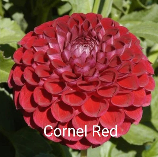 Cornel Red