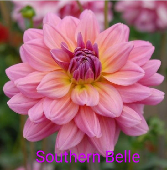 Southern Belle