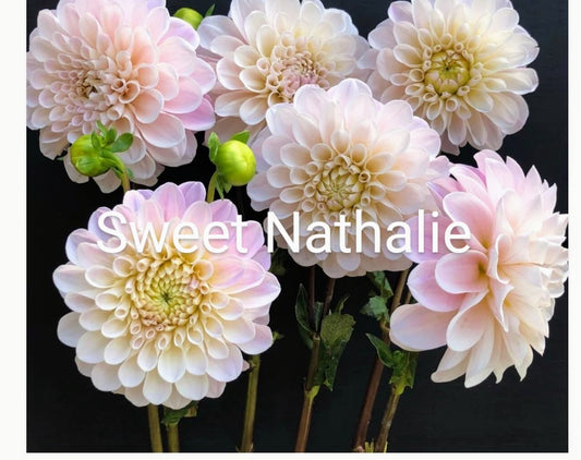 Sweet Nathalie