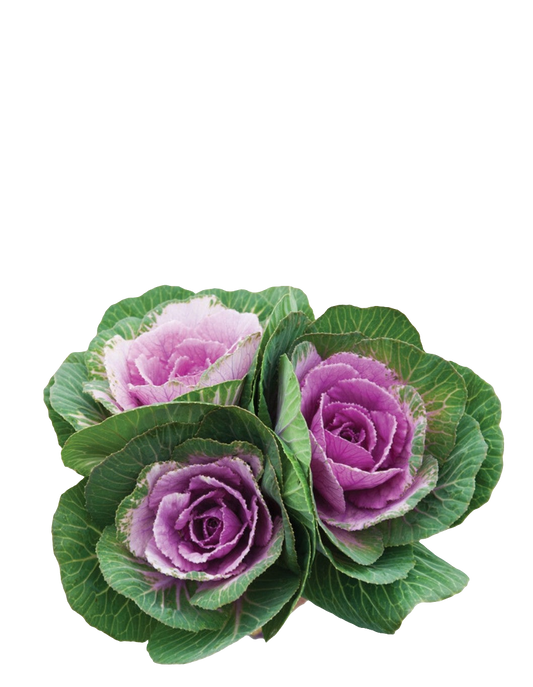 Ornamental Kale